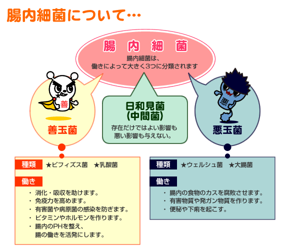 【腸内細菌について…】腸内細菌、腸内細菌は、
働きによって大きく3つに分類されます《善玉菌》種類:★ビフィズス菌
★乳酸菌 働き:・ 消化・吸収を助けます。・ 免疫力を高めます。・ 有害菌や病原菌の感染を防ぎます。・ ビタミンやホルモンを作ります。・ 腸内のPHを整え、腸の働きを活発にします。《日和見菌
(中間菌)》存在だけではよい影響も悪い影響も与えない。《悪玉菌》種類:★ウェルシュ菌
★大腸菌 働き:・ 腸内の食物のカスを腐敗させます。・ 有害物質や発ガン物質を作ります。・ 便秘や下痢を起こす。