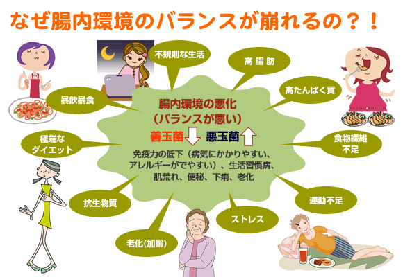 【なぜ腸内環境のバランスが崩れるの?!】(不規則な生活・高脂肪・高たんぱく質・食物繊維不足・運動不足・ストレス・老化(加齢)・抗生物質・極端なダイエット・暴飲暴食)→腸内環境の悪化(バランスが悪い)善玉菌↑悪玉菌↓免疫力の低下(病気にかかりやすい、アレルギーがでやすい)、生活習慣病、肌荒れ、便秘、下痢、老化