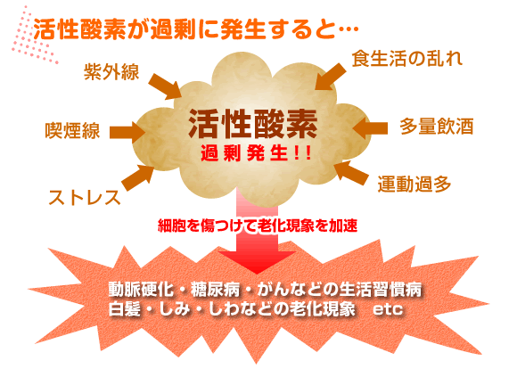 【活性酸素が過剰に発生すると…】
紫外線・喫煙線・ストレス・食生活の乱れ・多量飲酒・運動過多→活性酸素過剰発生!!→細胞を傷つけて老化現象を加速→
動脈硬化・糖尿病・がんなどの生活習慣病・白髪・しみ・しわなどの老化現象 etc