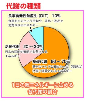 代謝の種類。1日の総エネルギーに占める各代謝の割合。
基礎代謝 60~70%…静かにベッドに横たわった(安静な)状態で消費されるエネルギー。
活動代謝 20~30%…日常の活動や運動で消費されるエネルギー。
食事誘発性熱産生(DIT) 10%…食事をするという行動や、消化・吸収で消費されるエネルギー。
